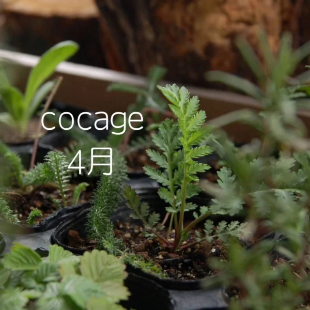 4月のカレンダー🌸

・

４/29(火)祝日営業します

☆4月～営業時間変更のお知らせ
10:00～16:00(15:30ラストオーダー)
↓
11:00～16:00(15:30ラストオーダー)

／／／／／／／／／／／／／／

今朝ポツリポツリと咲いていた桜が
昼すぎには５分咲きほどになっていました
いよいよ春本番といった感じですね☺

気持ちのいい陽気ですが
冬の縮まった身体が開き始めたり
新生活がスタートしたりと
春は心身ともに変化があるとき

バランスを崩しやすくなります

そんなときはいつも以上に
ゆったりゆっくりできる時間をとって
ご自愛してくださいね😌

／／／／／／／／／／／／／／／

＼お待たせしました✨️／

今年も『米粉のレモンシフォン』の登場です🍋

しっとり米粉のシフォンに
レモン果汁をこれでもか！というほど入れ
レモンの風味を最大限だしました

レモンの酸味とシフォンのしっとりまろやかさが
まるでチーズケーキのような濃厚さを醸します✨
でも後味さっぱり✨

シフォンってちょっと物足りないな
という人にこそ食べてほしい😍

レモンの時期だけの特別メニューです！
この機会にぜひ🙌

／／／／／／／／／／／／／／

スコーンも春らしく
よもぎとチョコのスコーンが登場🌿

4月もお待ちしてます！

・

#シフォンケーキ　#レモンスイーツ　#レモン
#レモンシフォン　#スコーン　#よもぎ
#豊橋　#カフェ　#喫茶
#ランチ　#cocage 　#弁当
#健康　#野菜がたくさん食べられる　#地産地消